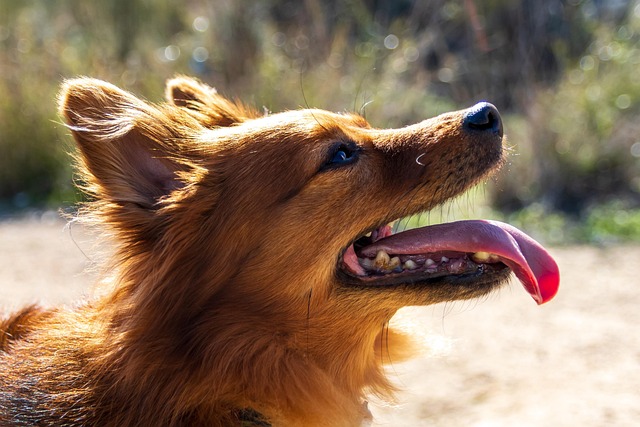 Pet friendly apartments in Albany