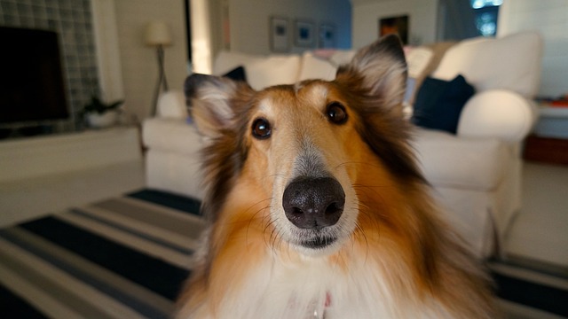 pet-friendly-apartments-in-albany-640x480-69752111.jpeg