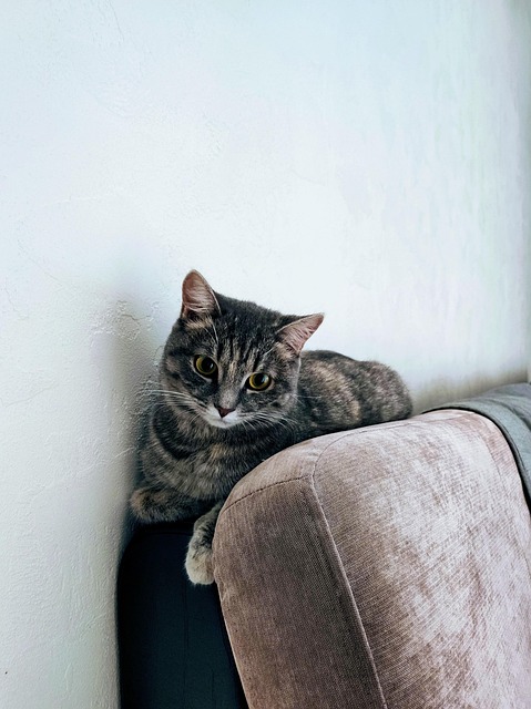 Pet friendly apartments in Albany