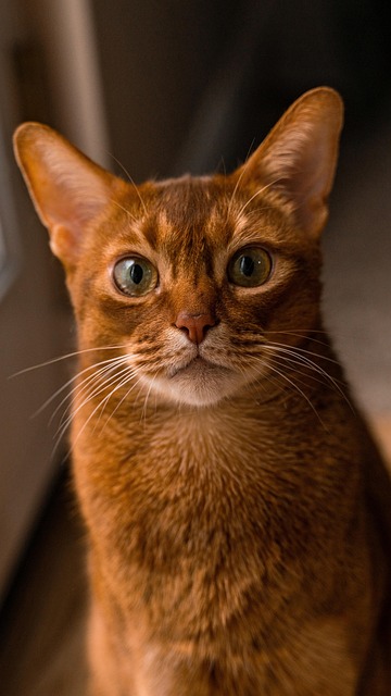 pet-friendly-apartments-in-albany-640x480-74062661.jpeg