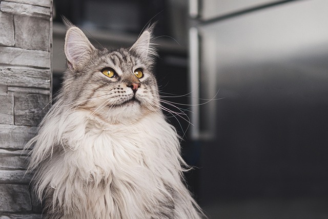 Pet friendly apartments in Albany