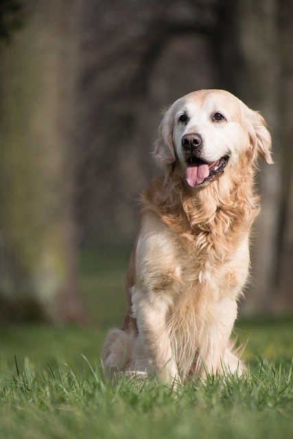 Pet friendly apartments in Albany