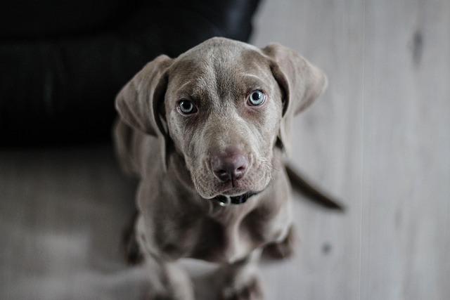 Pet friendly apartments in Albany