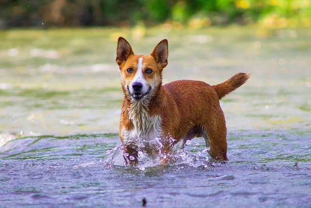Pet-friendly apartments near UAlbany