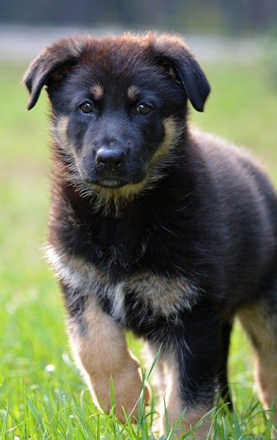 Pet friendly neighborhoods in Albany