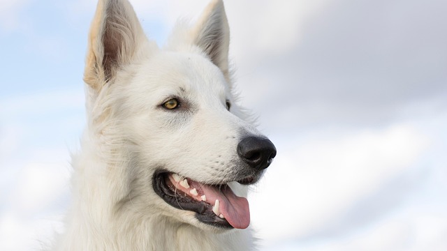Pet friendly neighborhoods in Albany