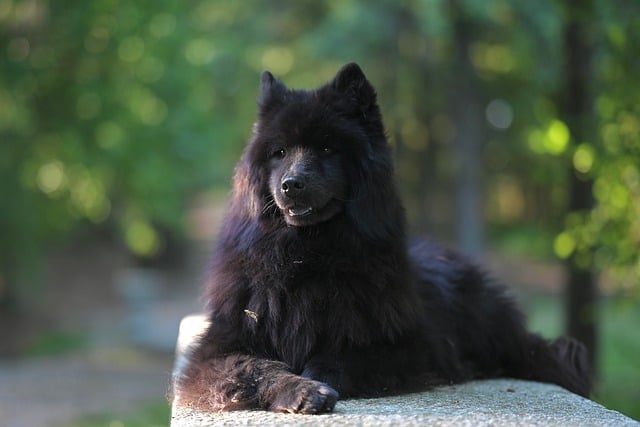 Pet friendly neighborhoods in Albany