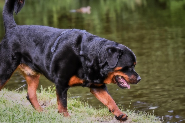 Pet friendly neighborhoods in Albany