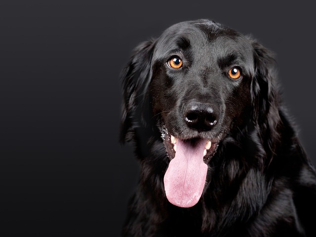 Pet friendly neighborhoods in Albany
