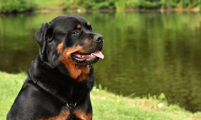 Pet friendly neighborhoods in Albany