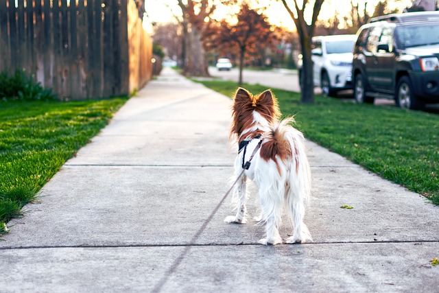 Pet friendly neighborhoods in Albany