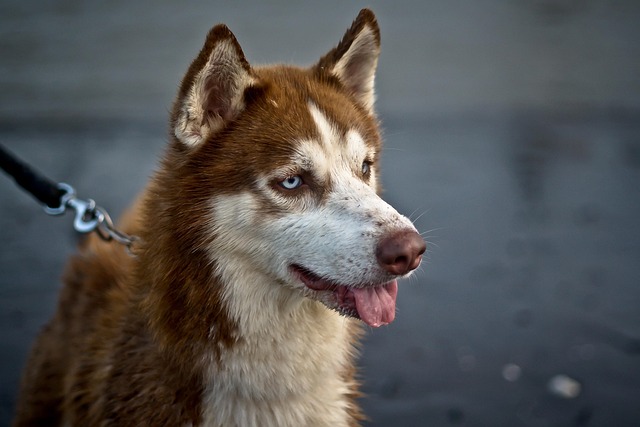 Pet friendly neighborhoods in Albany