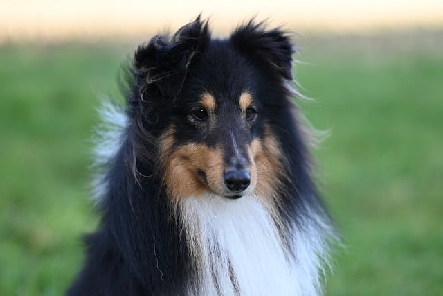 Pet friendly neighborhoods in Albany