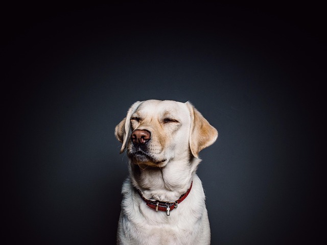 pet-friendly-studio-apartments-in-albany-640x480-79028912.jpeg