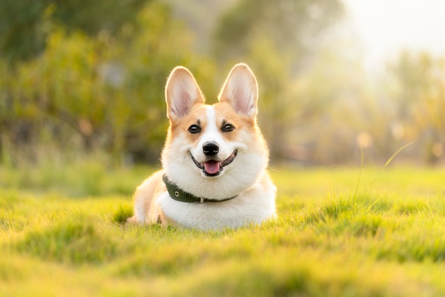 Pet policies in Albany apartments