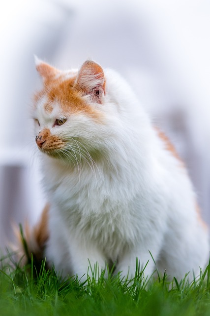 Pet policies in Albany apartments
