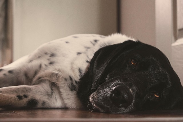 Pet policies in Albany apartments