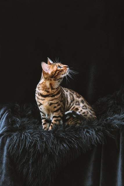 Pet sitting services near me in Albany, NY