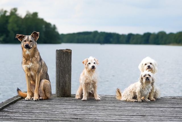 Pet sitting services near me in Albany, NY