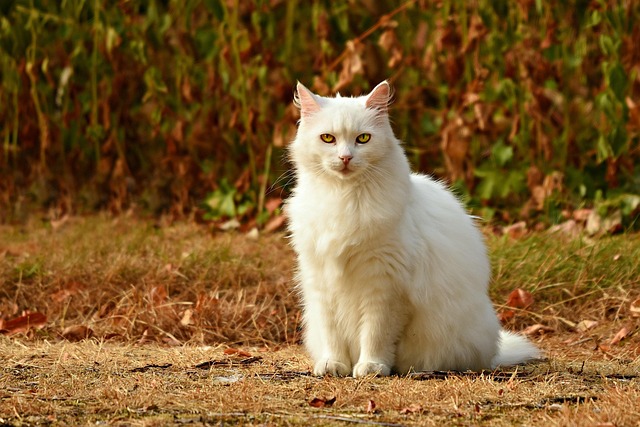 Pet sitting services near me in Albany, NY