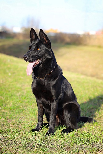 Pet sitting services near me in Albany, NY