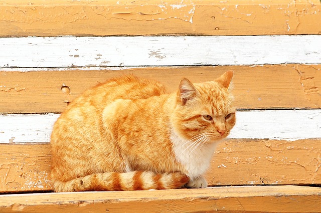 Pet sitting services near me in Albany, NY