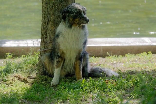 Pet sitting services near me in Albany, NY