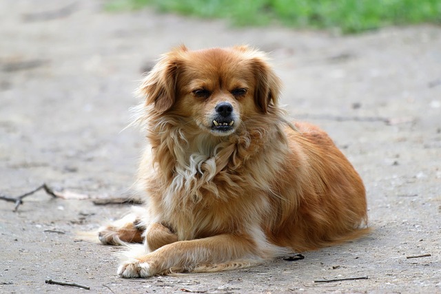 Pet sitting services near me in Albany, NY