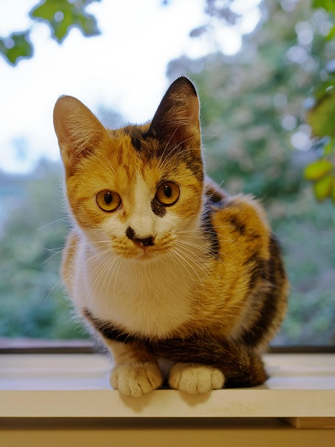 Pet sitting services near me in Albany, NY
