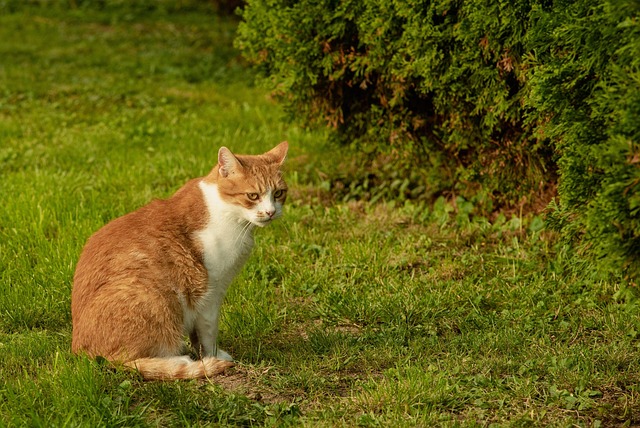 Pet sitting services near me in Albany, NY