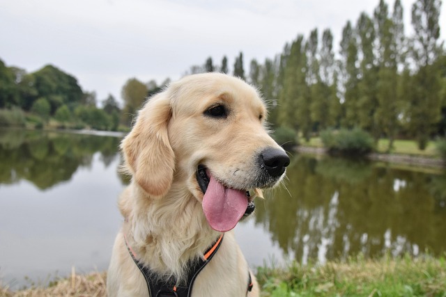 Pet sitting services near me in Albany, NY