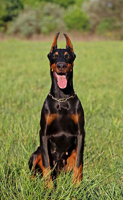 Pet sitting services near me in Albany, NY