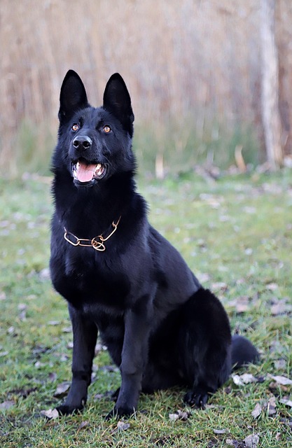 pet-sitting-services-near-me-in-albany-n-640x480-5671473.jpeg