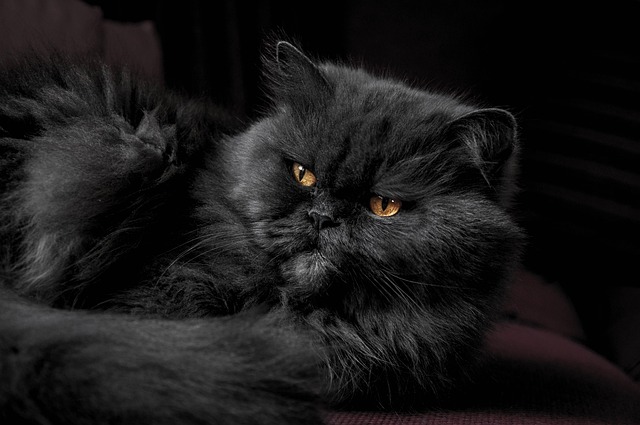 Pet sitting services near me in Albany, NY