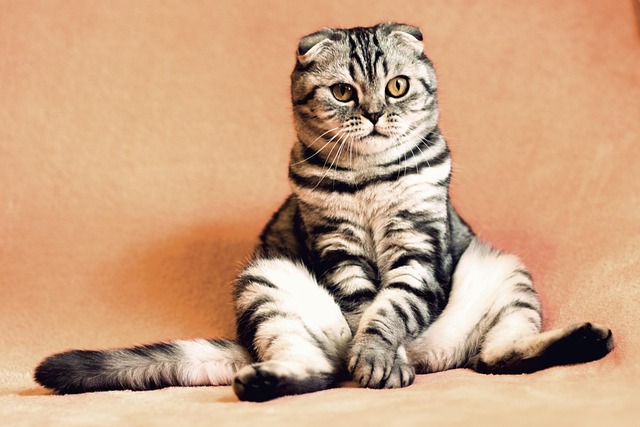 Pet sitting services near me in Albany, NY