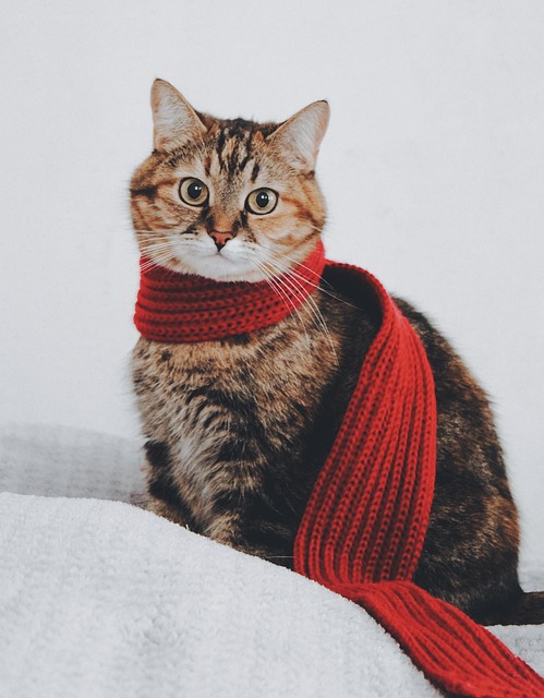 Pet sitting services near me in Albany, NY