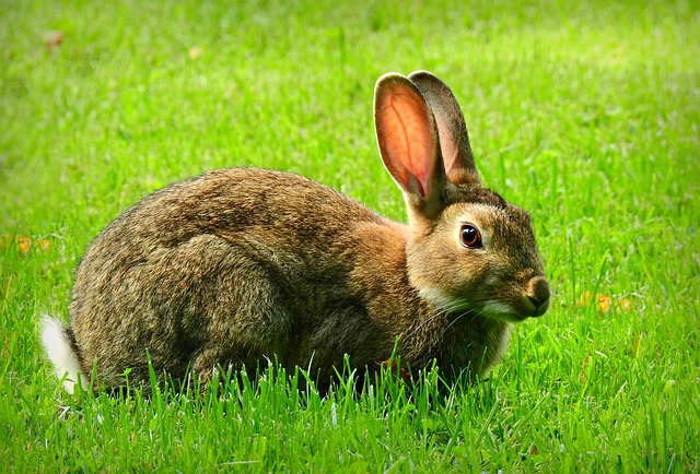 Pet sitting services near me in Albany, NY