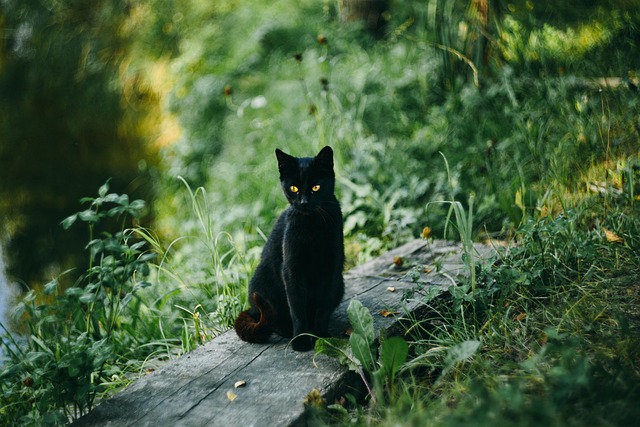 Pet sitting services near me in Albany, NY