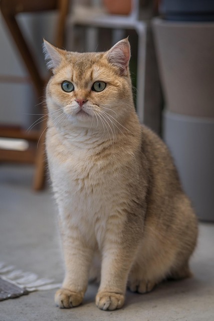 Pet sitting services near me in Albany, NY