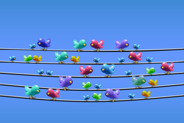 social media management agency Albany