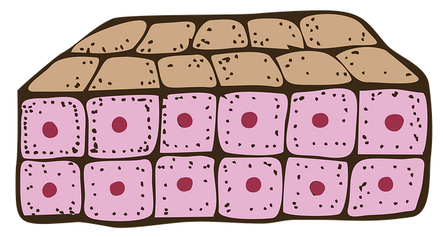 stem cell culture media