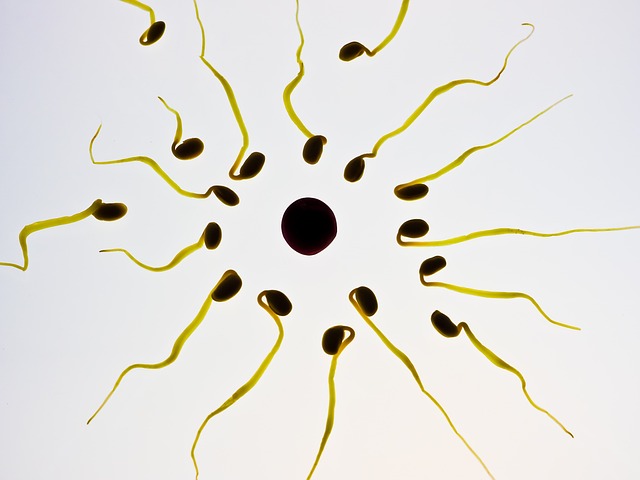 stem cell culture media