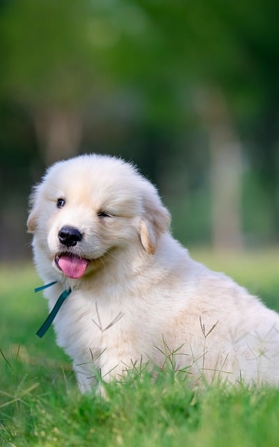 Albany pet friendly housing