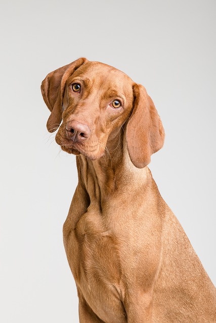 Albany pet friendly housing
