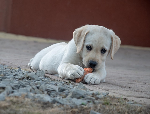 Albany pet friendly housing