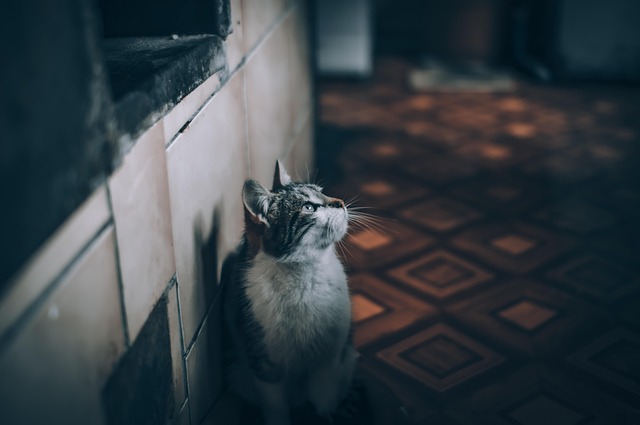 Albany pet friendly housing
