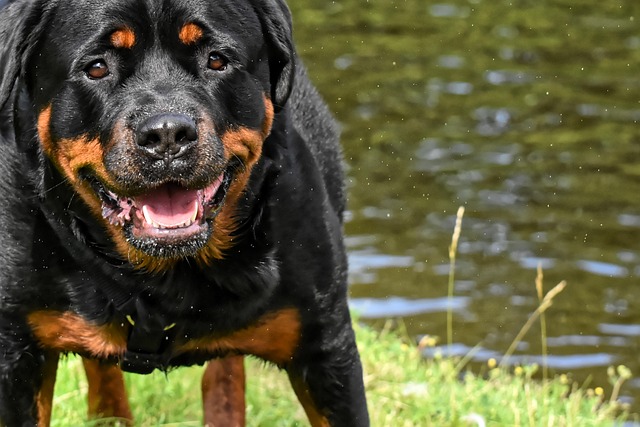 Albany pet friendly housing