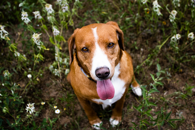 Albany pet friendly housing