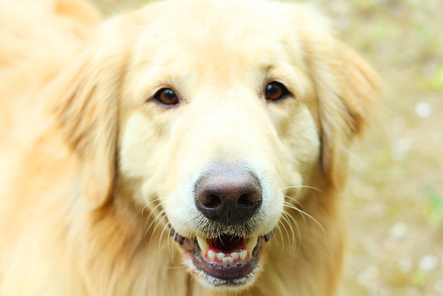 Albany pet friendly housing