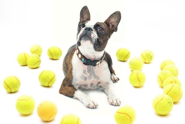 Apartments that allow dogs in Albany, NY